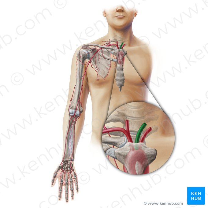 Left common carotid artery (Arteria carotis communis sinistra); Image: Paul Kim