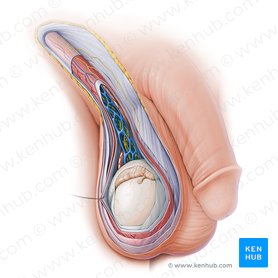 Testicular artery (Arteria testicularis); Image: Paul Kim