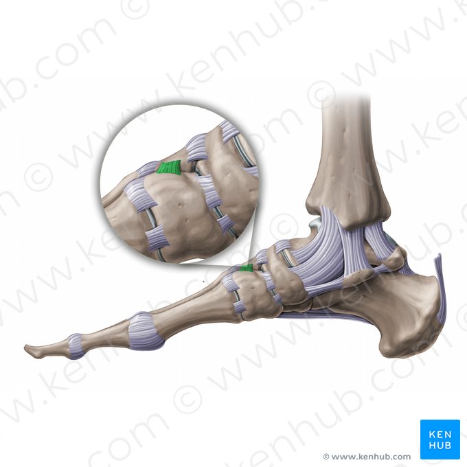 Ligamento intercuneiforme dorsal (Ligamentum intercuneiforme dorsale); Imagen: Paul Kim