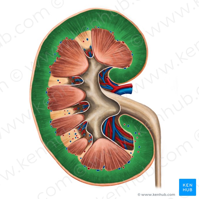 Cortex rénal (Cortex renis); Image : Irina Münstermann