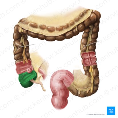 Caecum; Image : Begoña Rodriguez