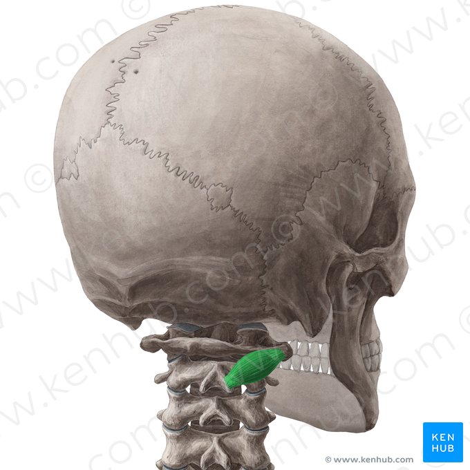 Músculo oblíquo inferior da cabeça (Musculus obliquus capitis inferior); Imagem: Yousun Koh