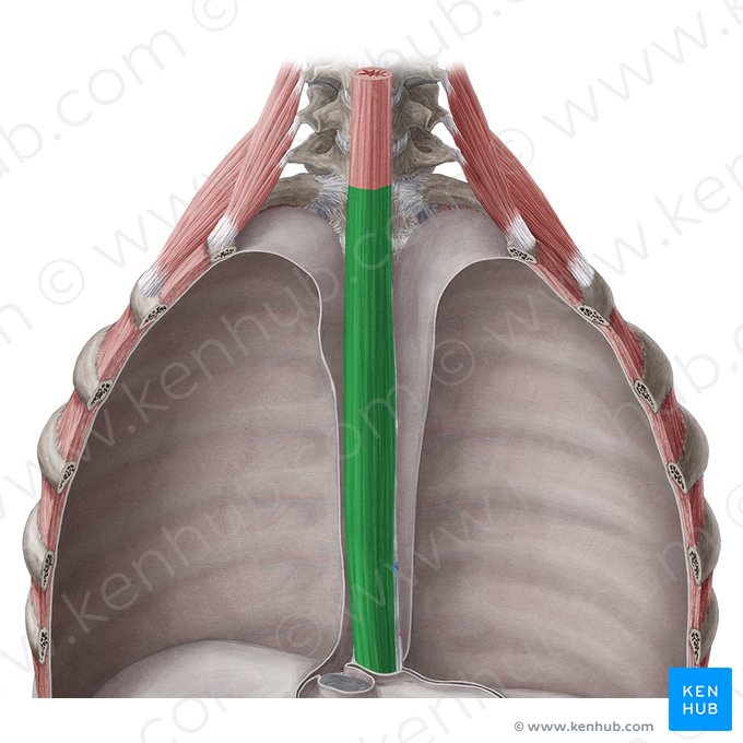 Partie thoracique de l'œsophage (Pars thoracica oesophagi); Image : Yousun Koh