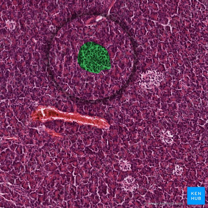 Pancreatic islet (of Langerhans) (Insula pancreatica); Image: 