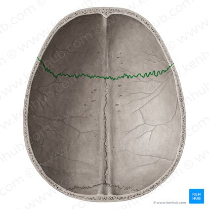 Coronal suture (Sutura coronalis); Image: Yousun Koh