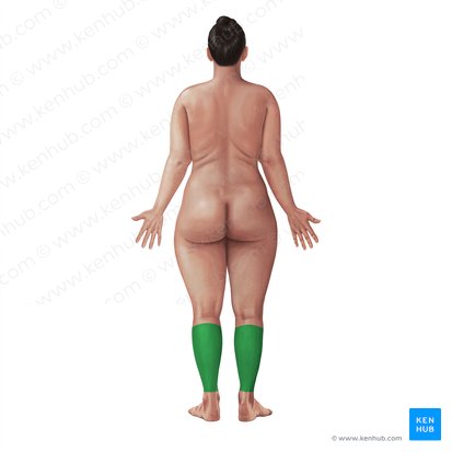 Región posterior de la pierna (Regio posterior cruris); Imagen: Paul Kim