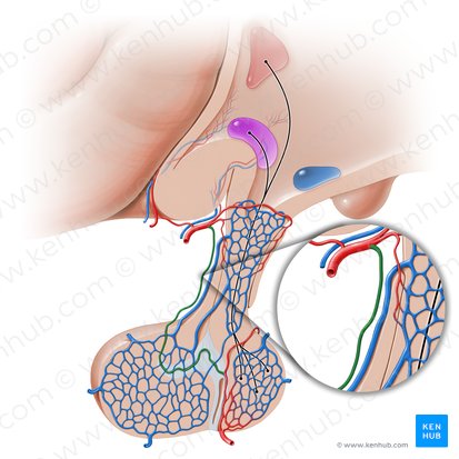 Rama descendente de la arteria hipofisaria superior (Ramus descendens arteriae hypophysialis superioris); Imagen: Paul Kim