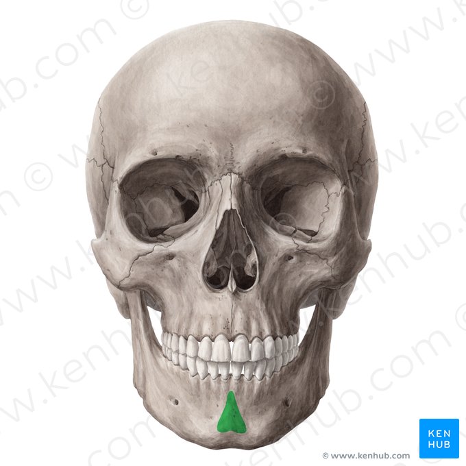 Protuberancia mentoniana de la mandibula (Protuberantia mentalis mandibulae); Imagen: Yousun Koh