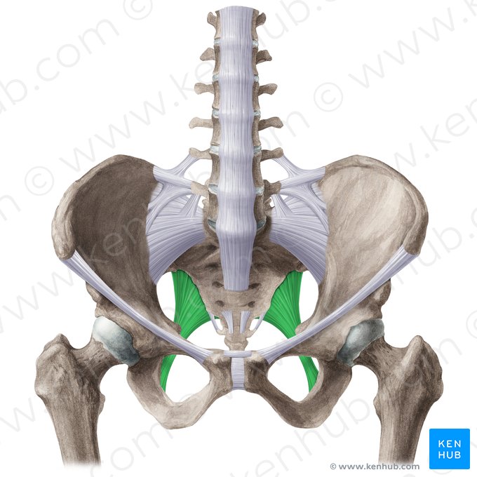 Ligamento sacrotuberoso (Ligamentum sacrotuberale); Imagen: Liene Znotina