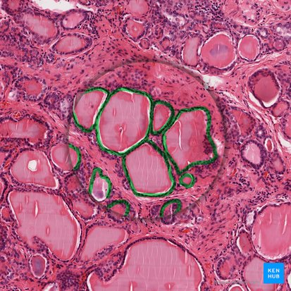 Epitelio cúbico simple (Epithelium simplex cuboideum); Imagen: 