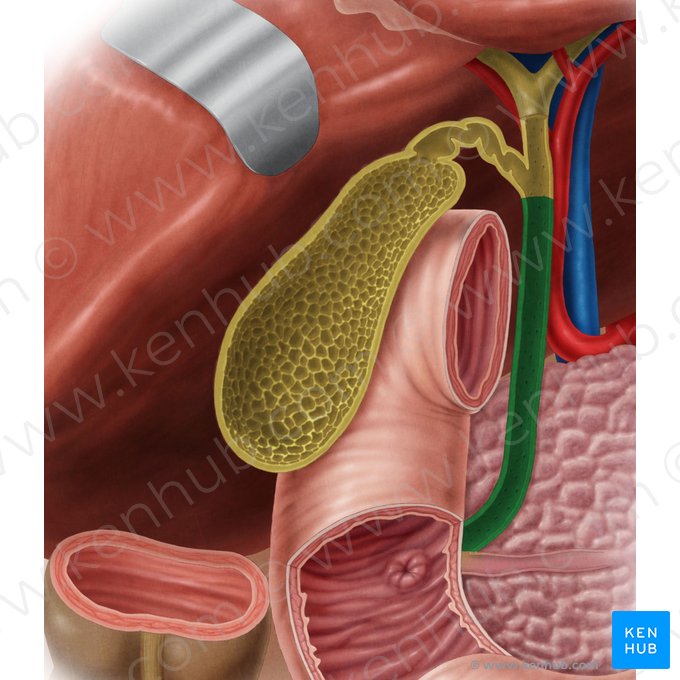 Conduit biliaire (Ductus biliaris); Image : Samantha Zimmerman