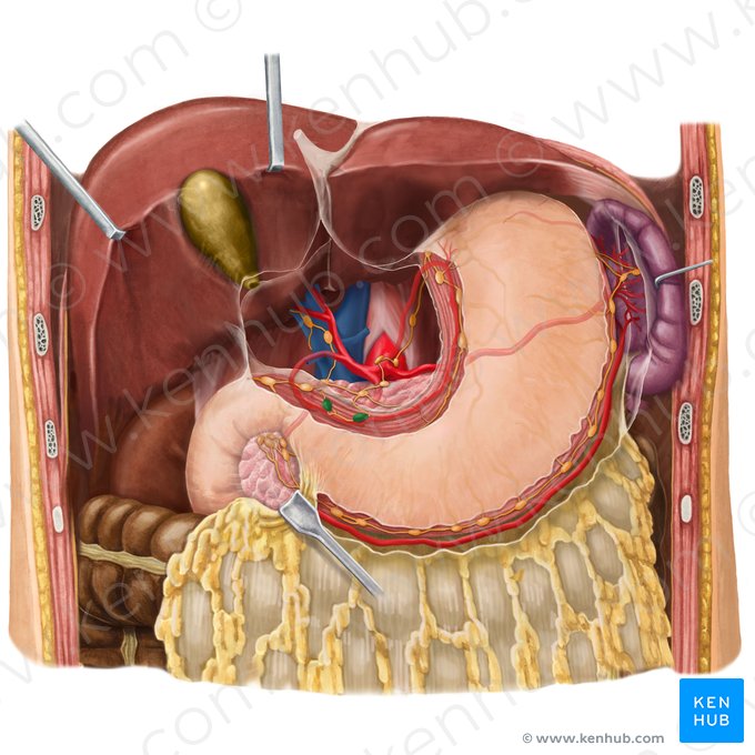 Nodi lymphoidei gastrici dextri (Rechte Magenlymphknoten); Bild: Begoña Rodriguez