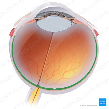 Parte óptica da retina (Pars optica retinae); Imagem: Paul Kim