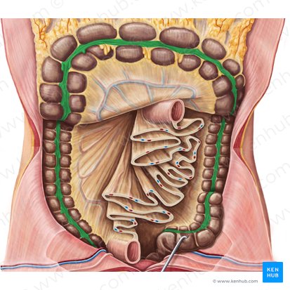 Tênias do cólon (Taeniae coli); Imagem: Irina Münstermann