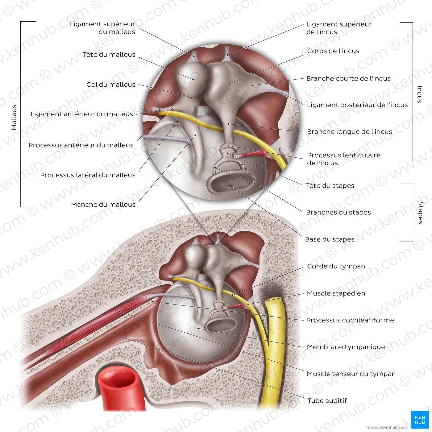Oreille moyenne et osselets auditifs (schéma)