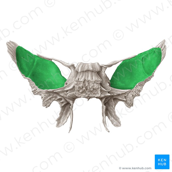 Cara cerebral del hueso esfenoides (Facies cerebralis alae majoris ossis sphenoidalis); Imagen: Samantha Zimmerman