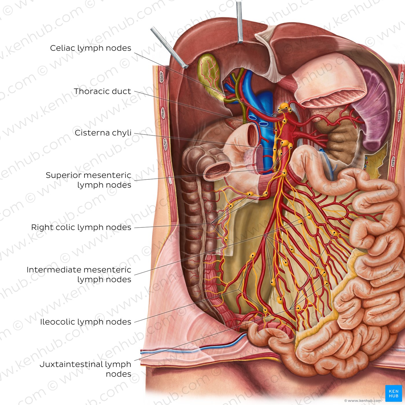 Lymph nodes of the small intestine