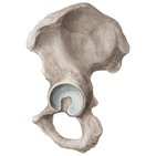 Articulation de la hanche