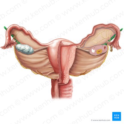 Suspensory ligament of ovary (Ligamentum suspensorium ovarii); Image: Samantha Zimmerman