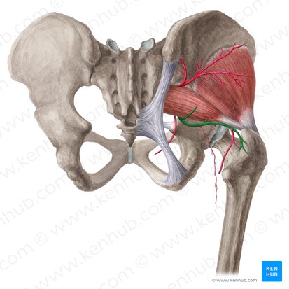 Inferior gluteal artery (Arteria glutea inferior); Image: Liene Znotina