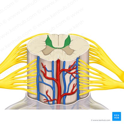 Corno posterior da medula espinal (Cornu posterius medullae spinalis); Imagem: Rebecca Betts