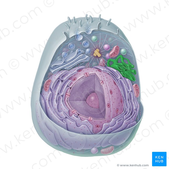 Retículo endoplasmático liso (Reticulum endoplasmicum non granulosum); Imagen: Paul Kim