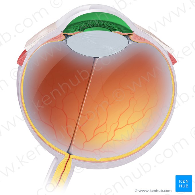 Cámara anterior del globo ocular (Camera anterior bulbi oculi); Imagen: Paul Kim