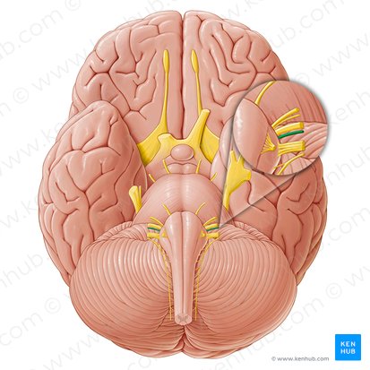 Nervo glossofaríngeo (Nervus glossopharyngeus); Imagem: Paul Kim