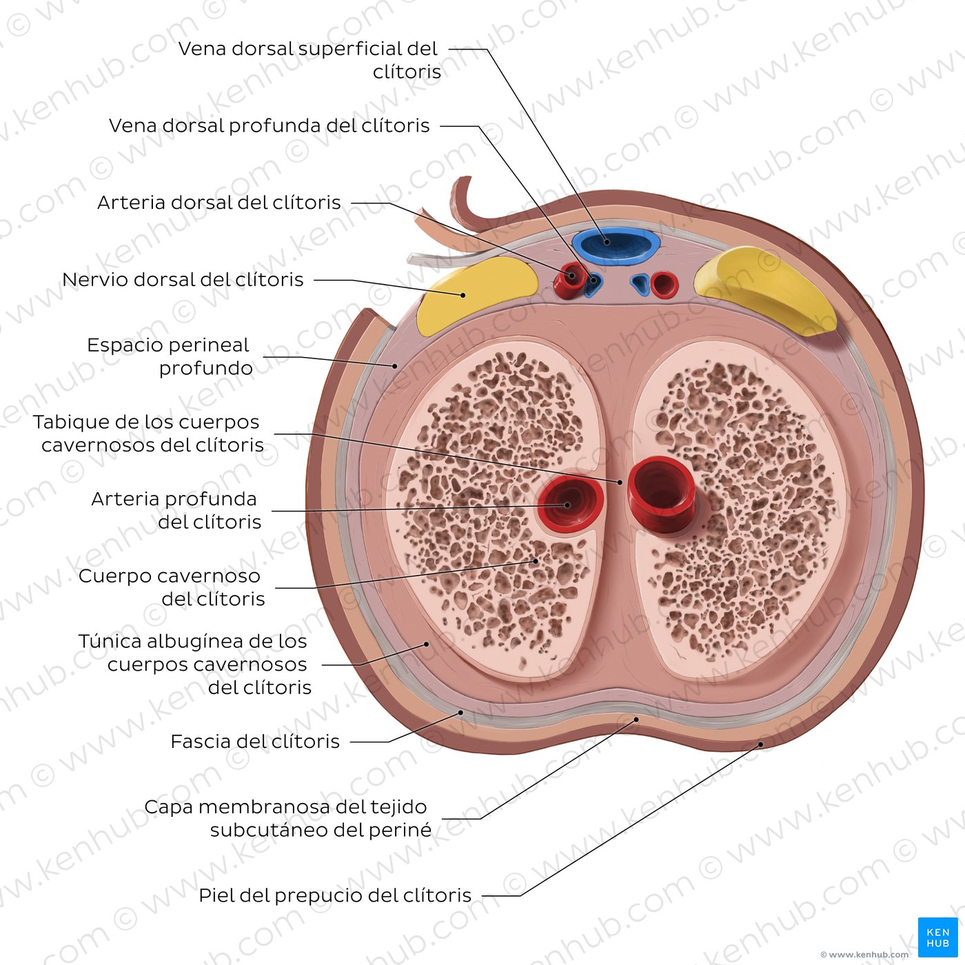 cl-toris-ubicaci-n-estructura-diagramas-kenhub