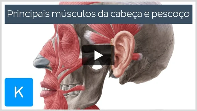 Músculo reto lateral da cabeça: Origem, Inserção, Ação | Kenhub