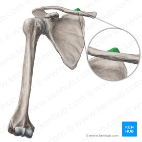 Scapula: Anatomy and clinical notes | Kenhub