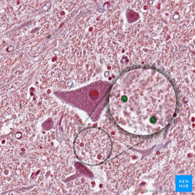 Células gliais (Neuroglia); Imagem: 