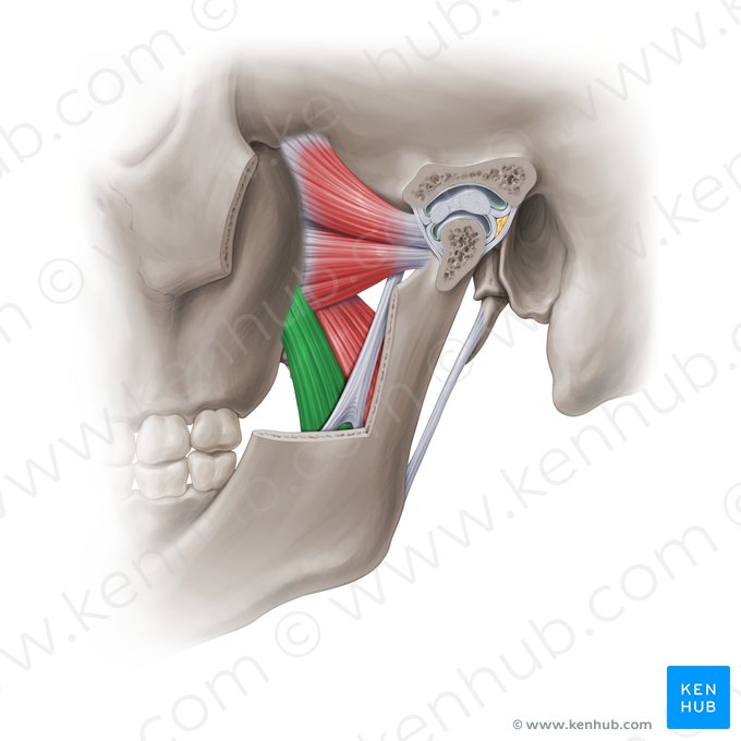 Cabeza superficial del músculo pterigoideo medial (Caput superficialis musculi pterygoidei medialis); Imagen: Paul Kim