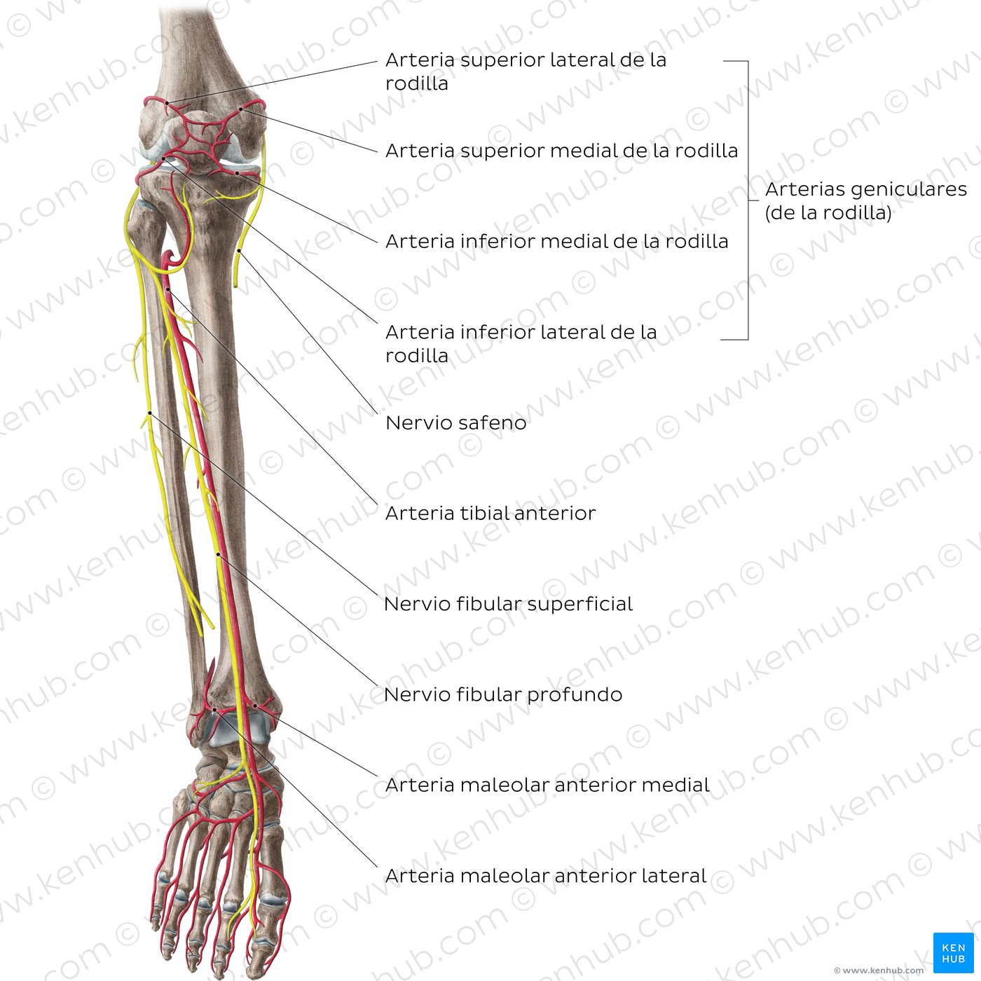 Vista anterior de las arterias y nervios de la rodilla y de la pierna