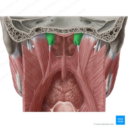 Pars cartilaginea tubae auditivae (Knorpelanteil der Ohrtrompete); Bild: Yousun Koh
