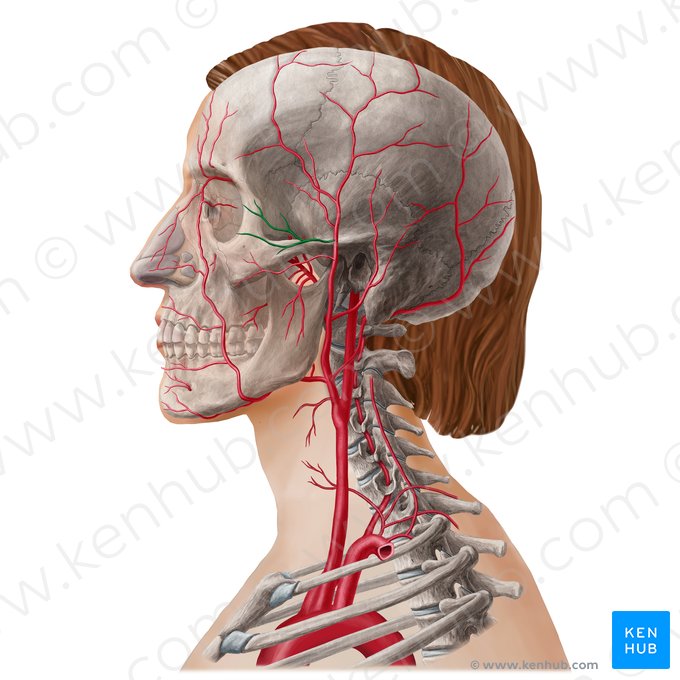 Zygomaticoorbital artery (Arteria zygomaticoorbitalis); Image: Yousun Koh