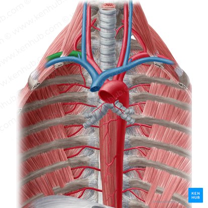 Right subclavian artery (Arteria subclavia dextra); Image: Yousun Koh