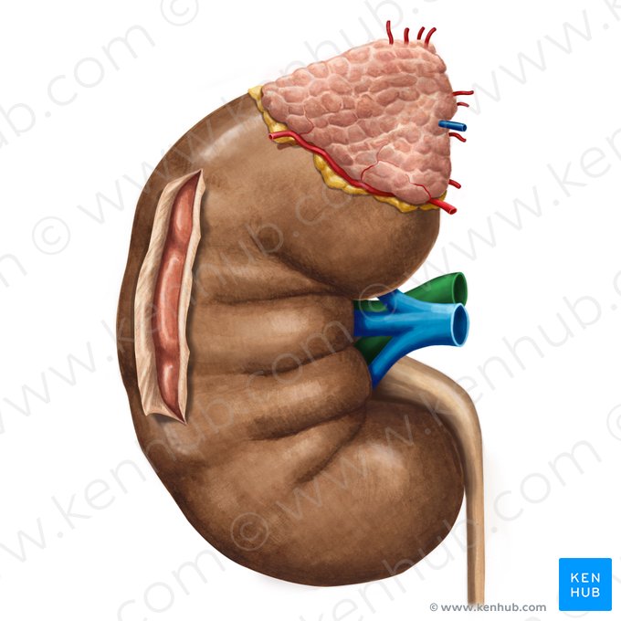 Artéria renal direita (Arteria renalis dextra); Imagem: Irina Münstermann