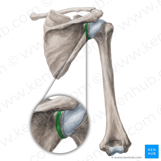 Col de la scapula (Collum scapulae); Image : Yousun Koh