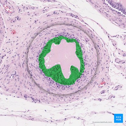 Epitelio cilíndrico pseudoestratificado con estereocílios (Epithelium pseudostratificatum columnare stereociliatum); Imagen: 