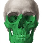 Facial bones (viscerocranium)