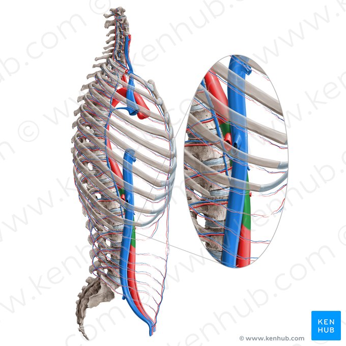 Abdominal aorta (Aorta abdominalis); Image: Paul Kim