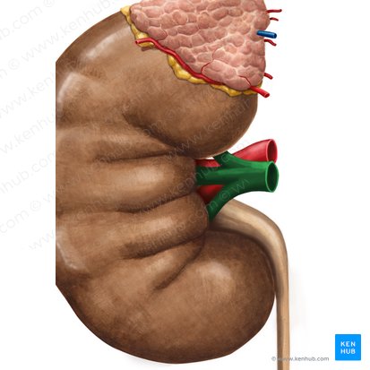 Right renal vein (Vena renalis dextra); Image: Irina Münstermann