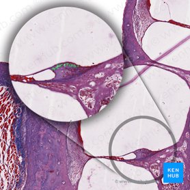 Auditorisches System - Anatomie und Klinik | Kenhub