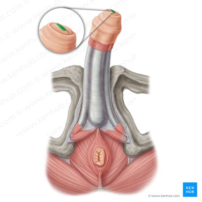 External orifice of urethra (Ostium urethrae externum); Image: Samantha Zimmerman