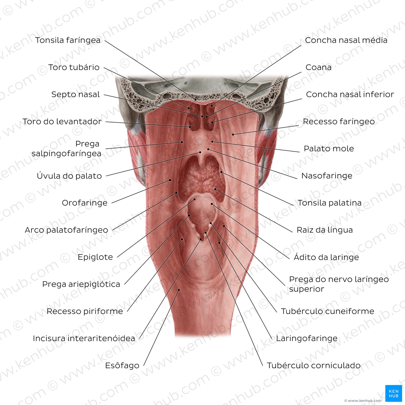 Figure 3. Pharyngeal mucosa