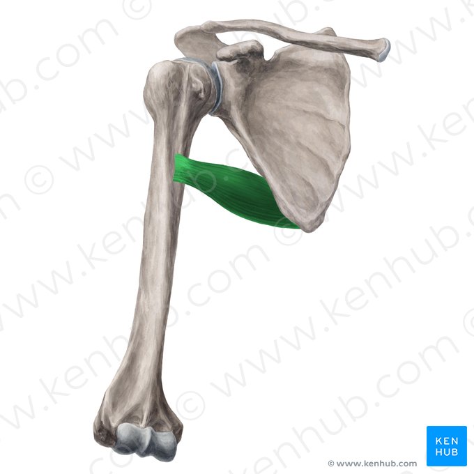 Musculus teres major (Großer Rundmuskel); Bild: Yousun Koh