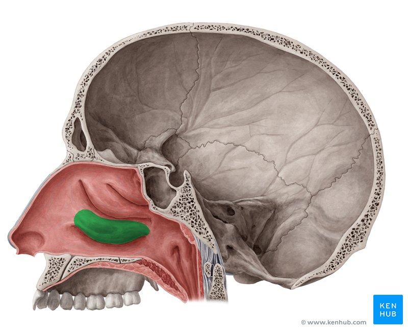 Concha nasal inferior Anatomia, definição e embriologia Kenhub