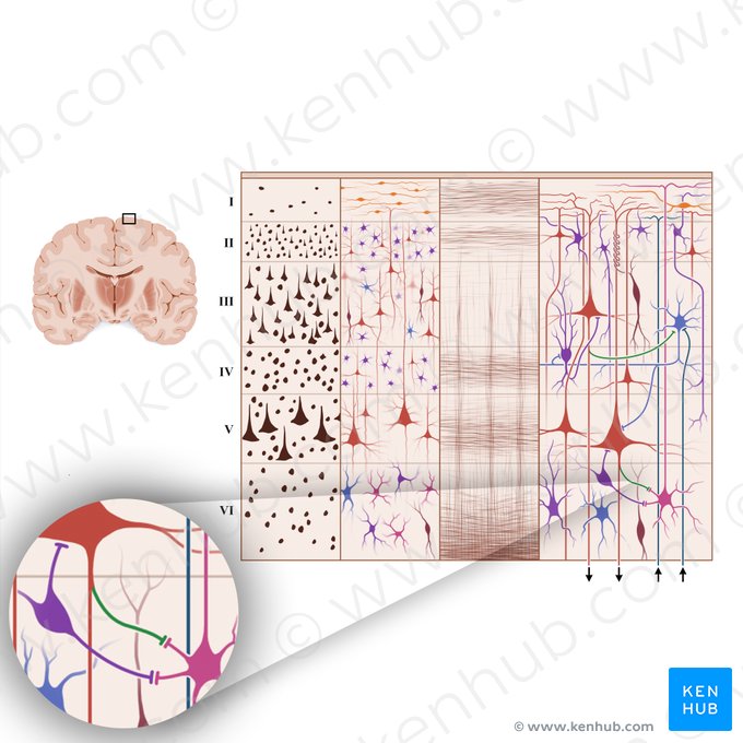 Axones colaterales (Collaterales axonales); Imagen: Paul Kim