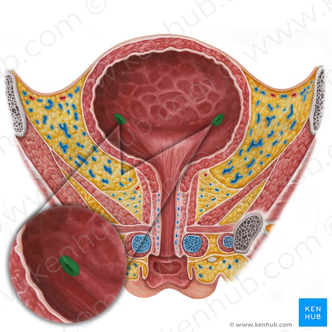 Orificio ureteral (Ostium ureteris); Imagen: Irina Münstermann